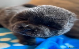 Chow Chow dogs for sale: Wyvernwests puppies have arrived  🐶  - Image 14