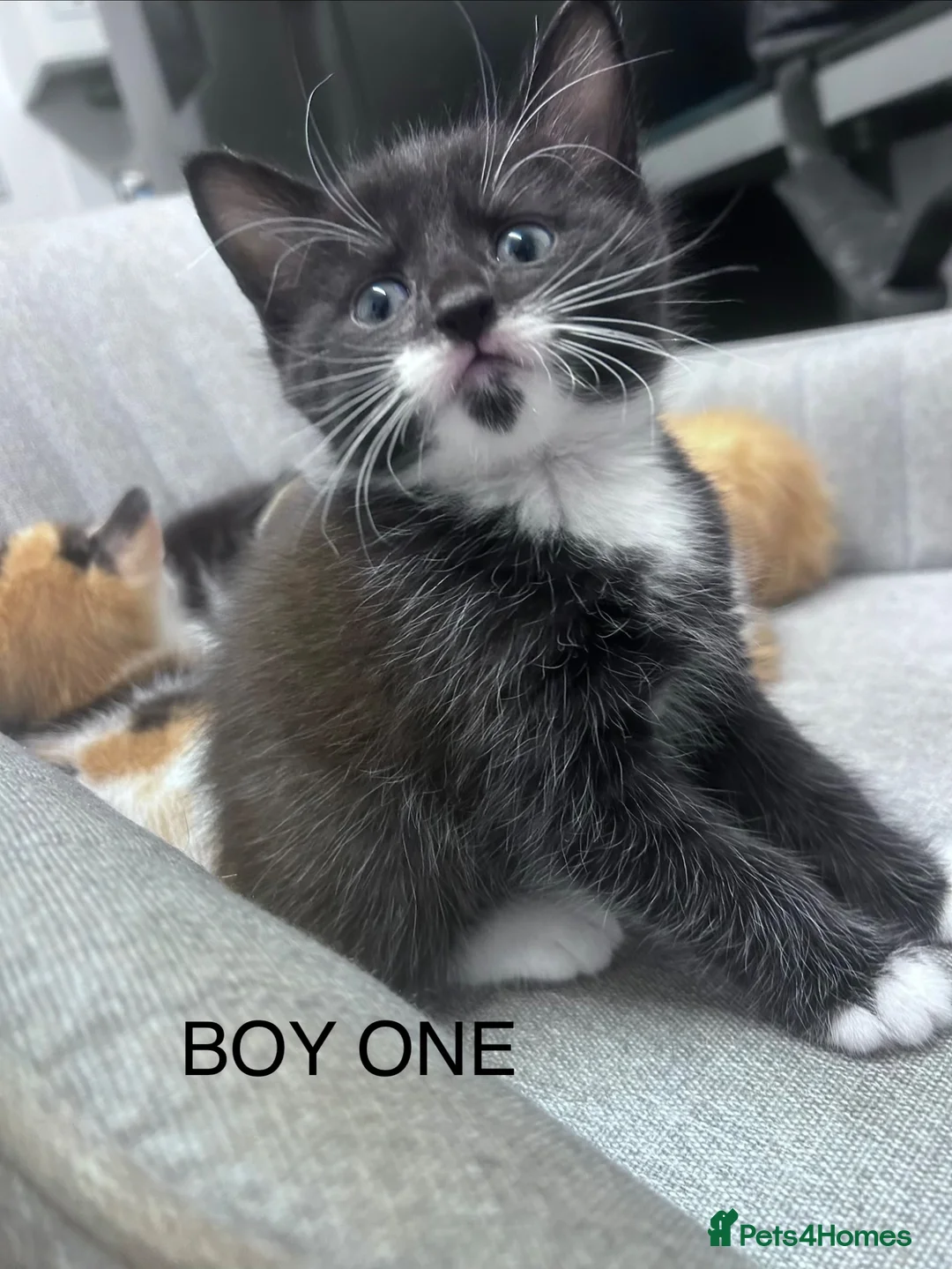 Maine Coon cats for sale: Kittens 7 weeks and ready to leave. 1/2 Maine coon in Eastbourne - Advert 2