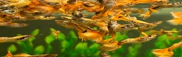 Live Bearers fish for sale: Guppies  - Advert 6