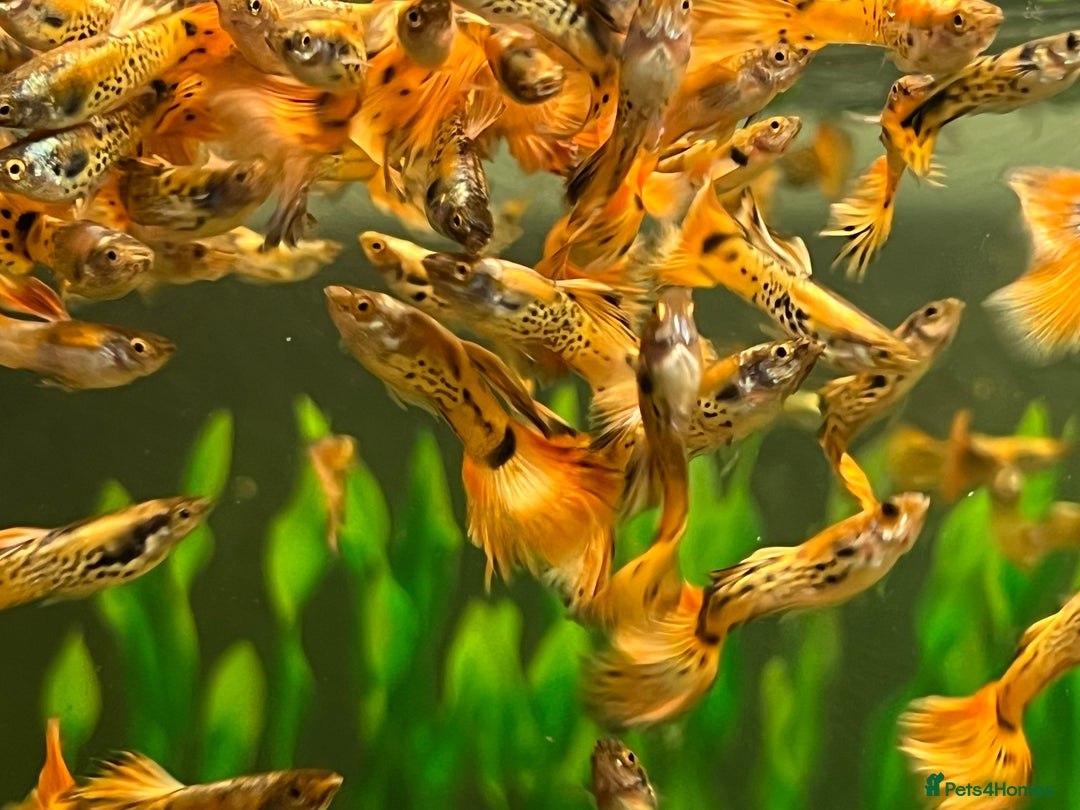 Live Bearers fish for sale: Guppies  - Image 6
