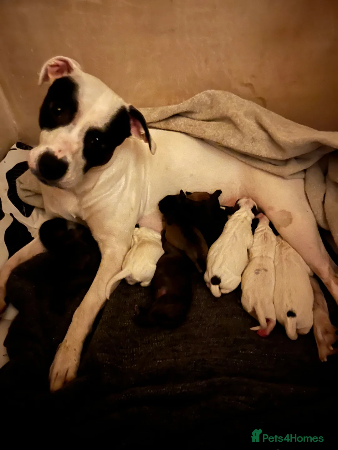 Mixed Breed dogs for sale: Staffy cross puppies - Advert 2