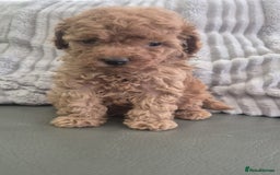 Miniature Poodle dogs for sale: KC Fox Red Miniature Poodle Boys - Image 9