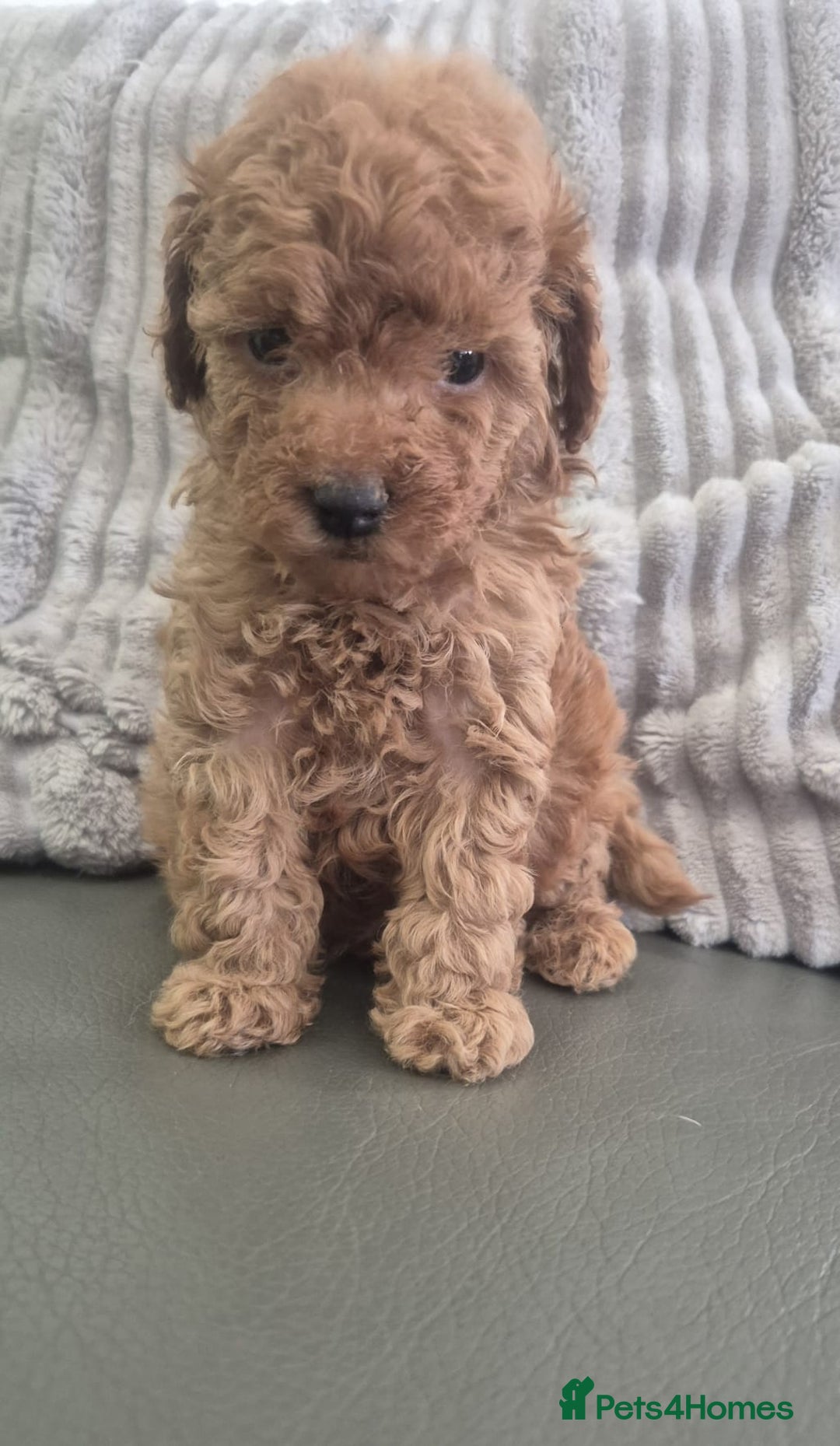 Miniature Poodle dogs for sale: KC Fox Red Miniature Poodle Boys - Image 9