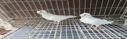 Pigeons birds for sale: Mix pigeons  in Hereford - Advert 5