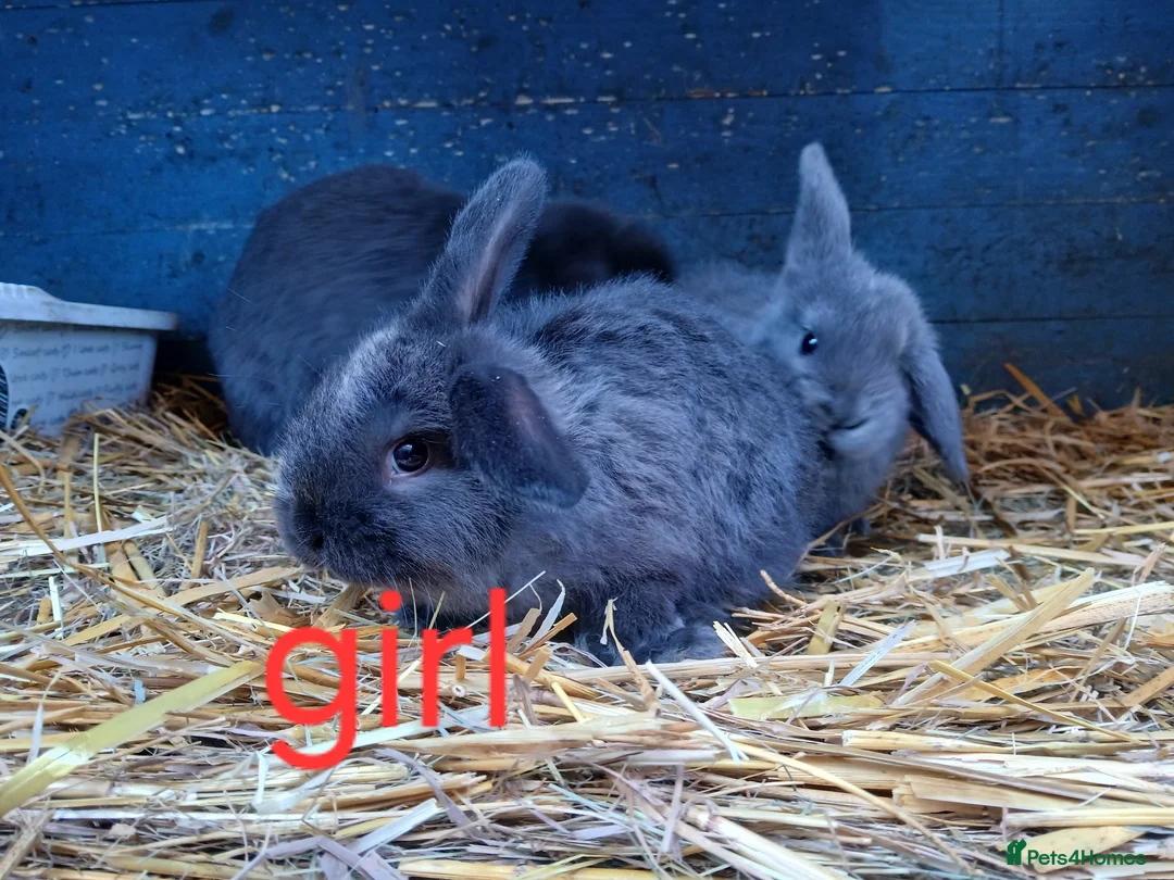 Mini Lop rabbits for sale: Mini lop babies - Advert 2
