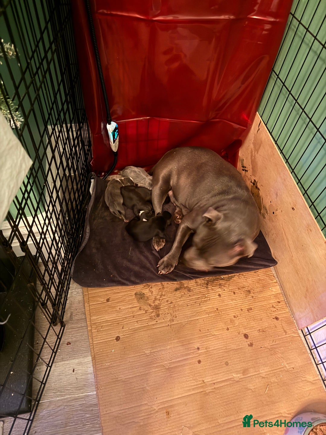 Staffordshire Bull Terrier dogs for sale: Staffie puppies  - Advert 8