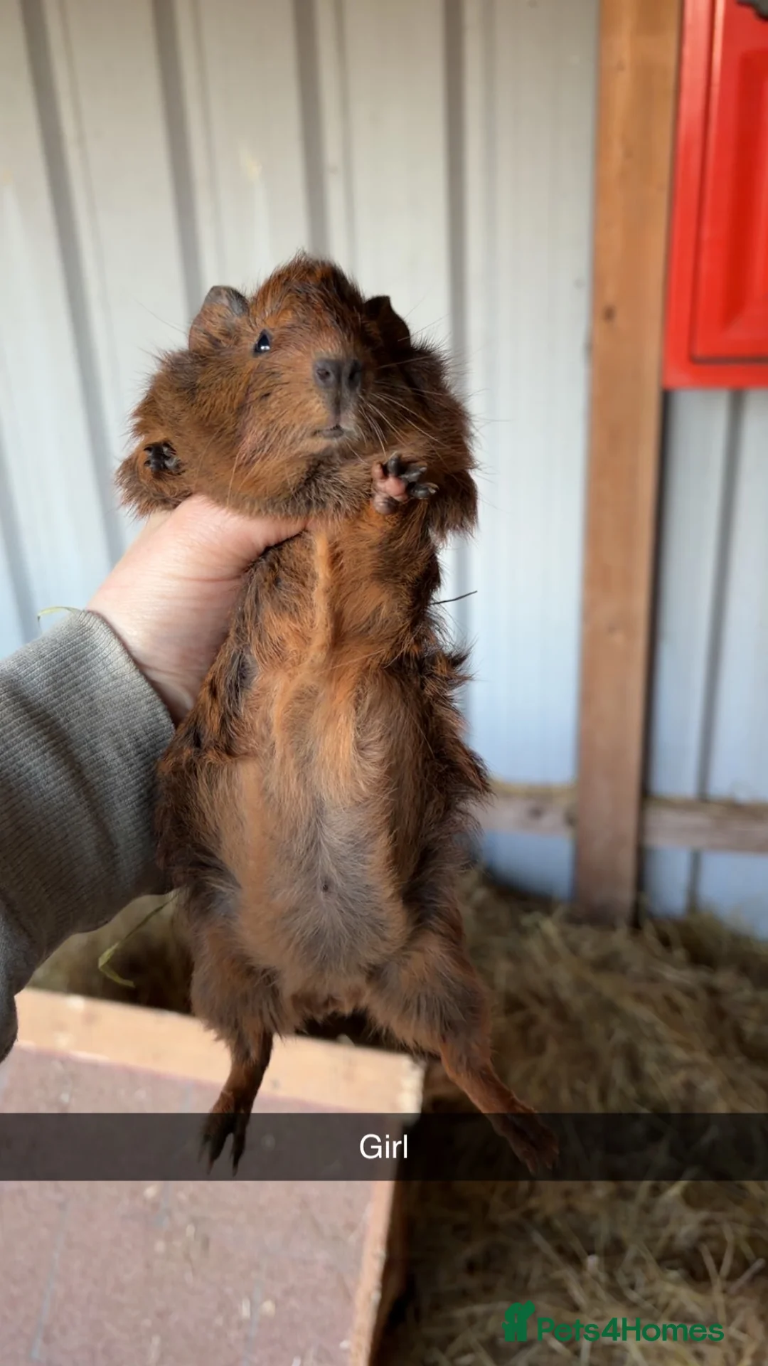 Guinea Pig rodents for sale: Male and female guinea pigs  - Advert 2