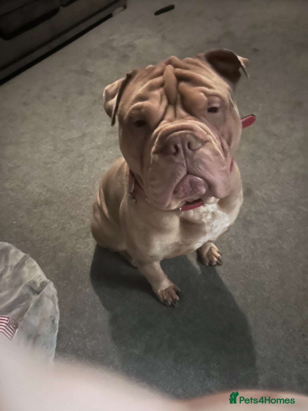 Mixed Breed dogs for sale: Dog for sale  - Image 3