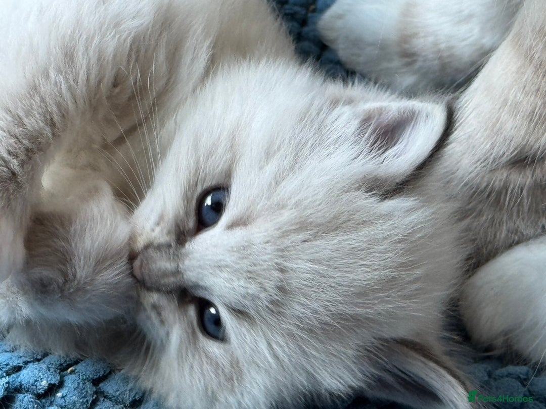 Ragdoll cats for sale: Beautiful Siberian Ragdoll cross kittens for sale - Advert 4
