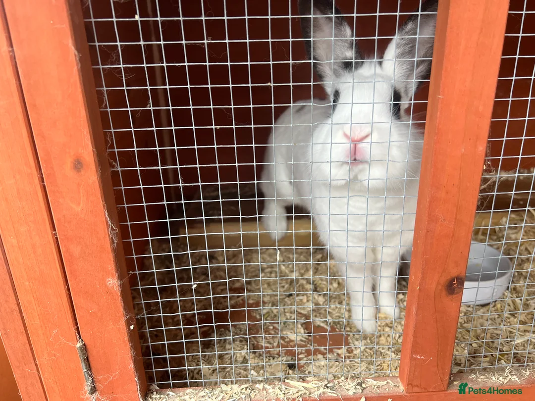 Mixed Breed rabbits for sale: Free rabbits 1 girl 1 boy - Advert 3