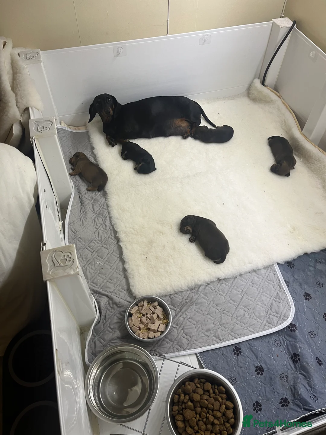 Miniature Dachshund dogs for sale: BEAUTIFUL TRUE TO TYPE BABIES - REDUCED 👀 🏡 - Advert 5