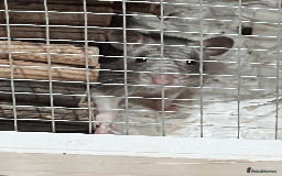 Rat rodents for sale: RATS FOR SALE - Image 2