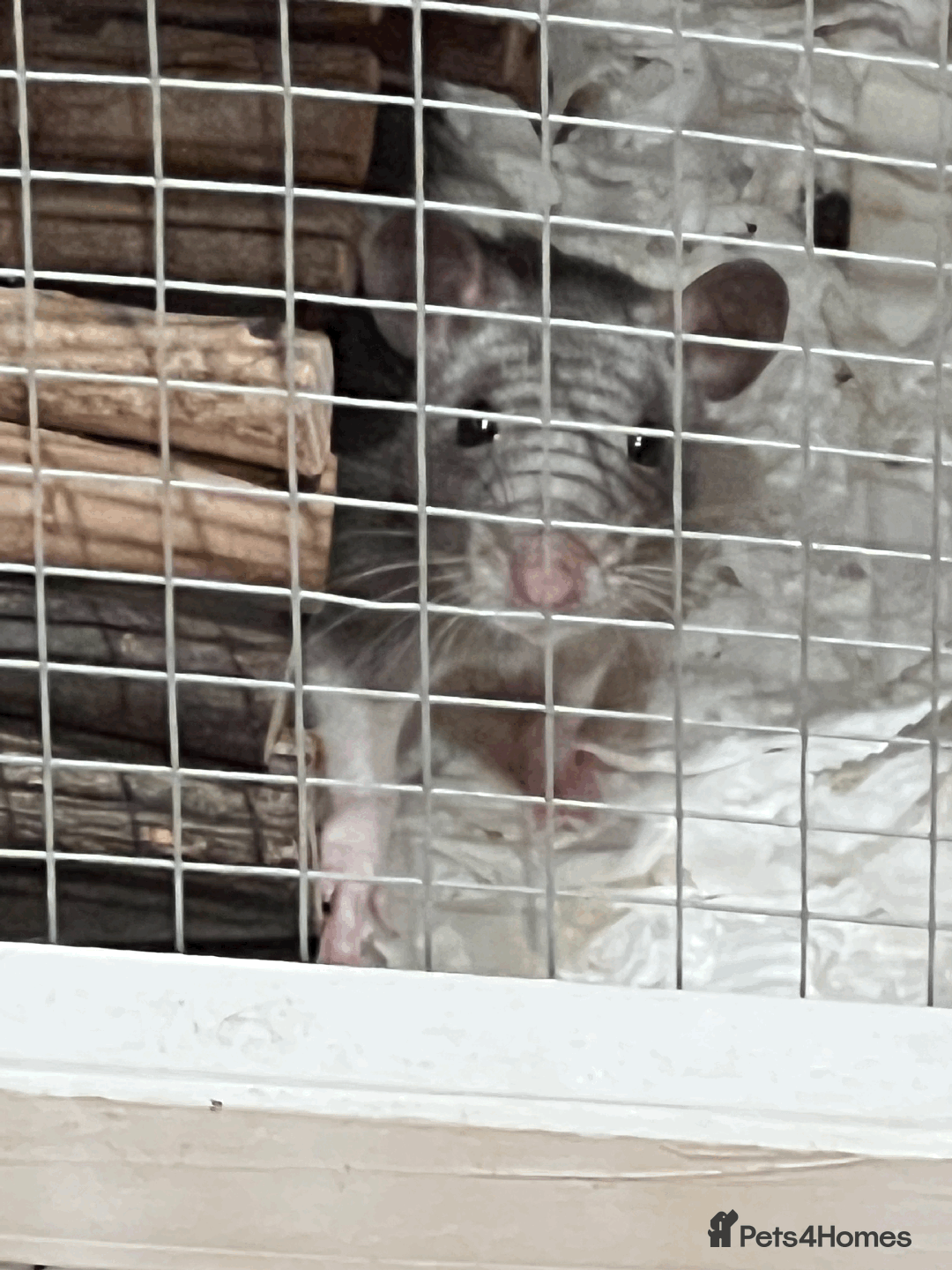Rat rodents for sale: RATS FOR SALE - Image 2
