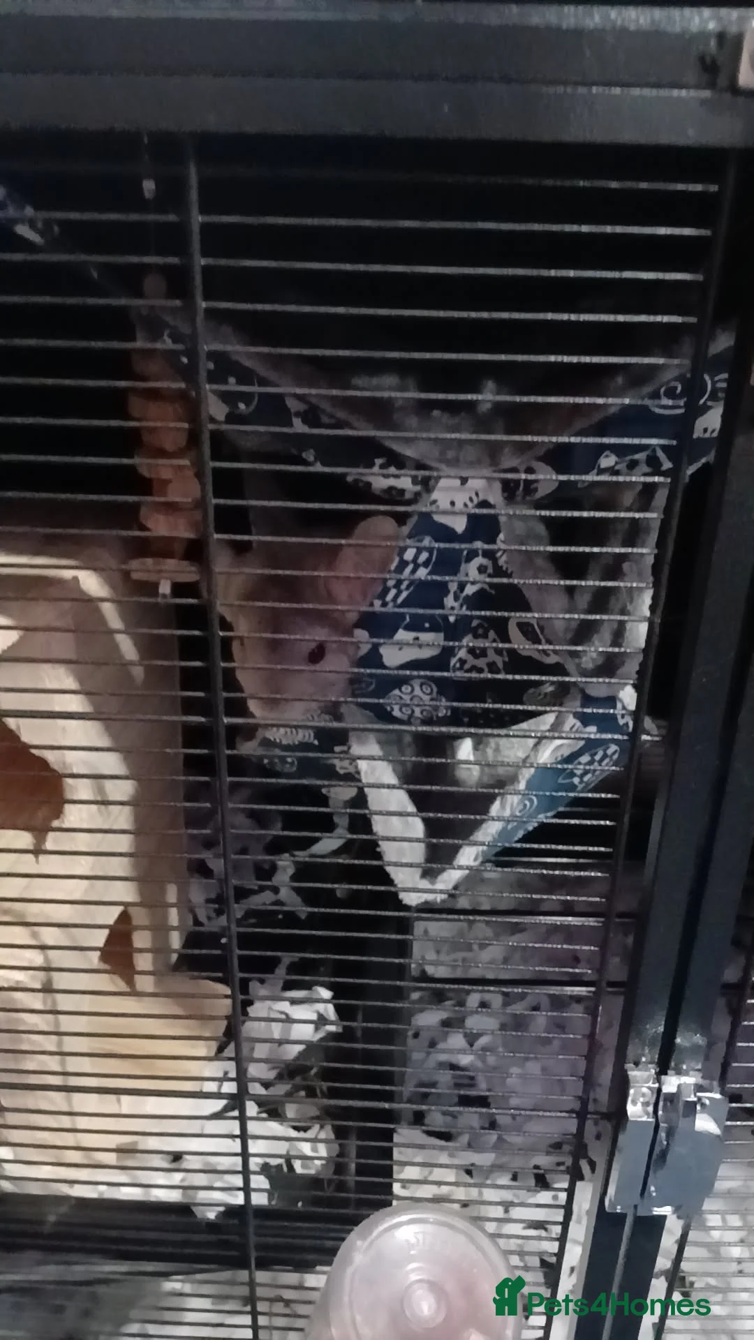 Chinchilla rodents for sale: Chinchilla cage for sale - Advert 4