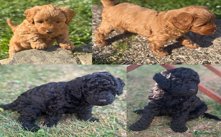 Cockapoo dogs - Advert 12
