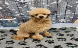 Toy Poodle dogs for stud: Kc registered toy poodle in Wisbech - Image 1