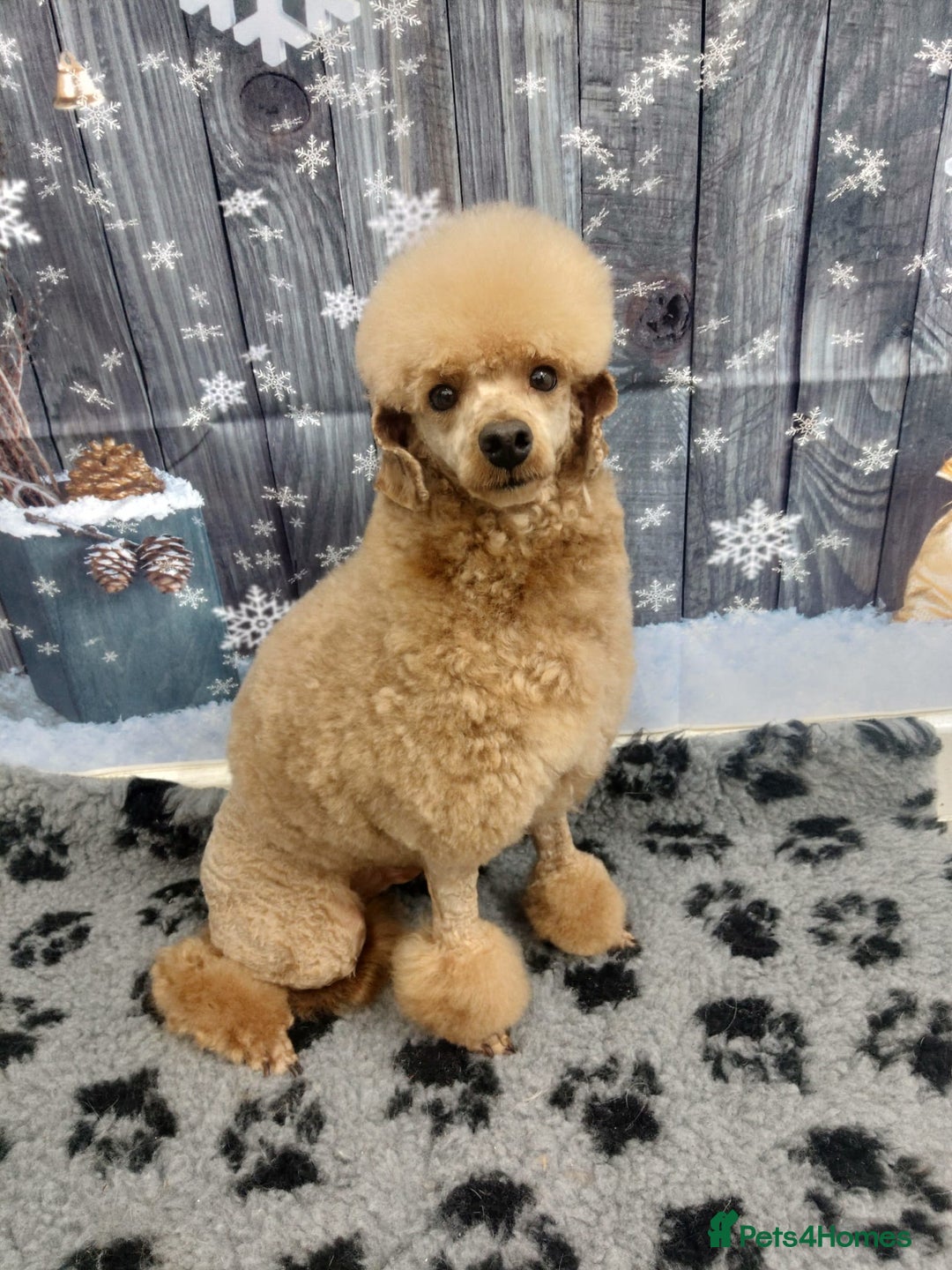 Toy Poodle dogs for stud: Kc registered toy poodle in Wisbech - Image 1