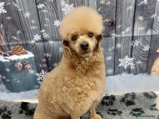 Toy Poodle dogs in Wisbech - Advert 15