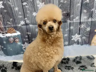 Toy Poodle dogs Kc registered toy poodle in Wisbech - Advert 1