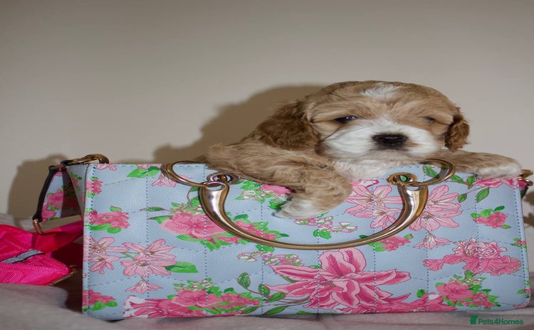 Cockapoo dogs - Advert 16