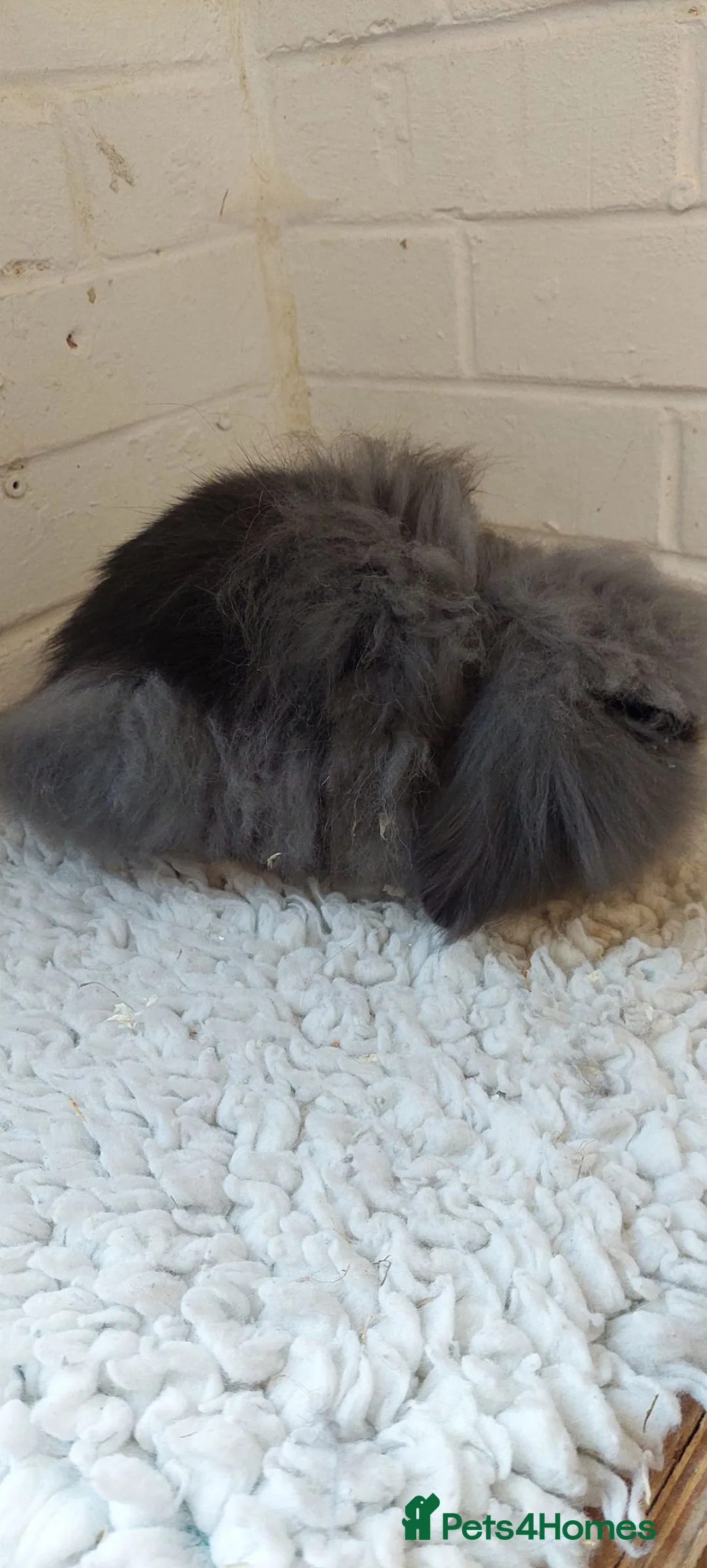 Mini Lion Lop rabbits for sale: Young Dm mini lionlop sable buck  - Advert 2