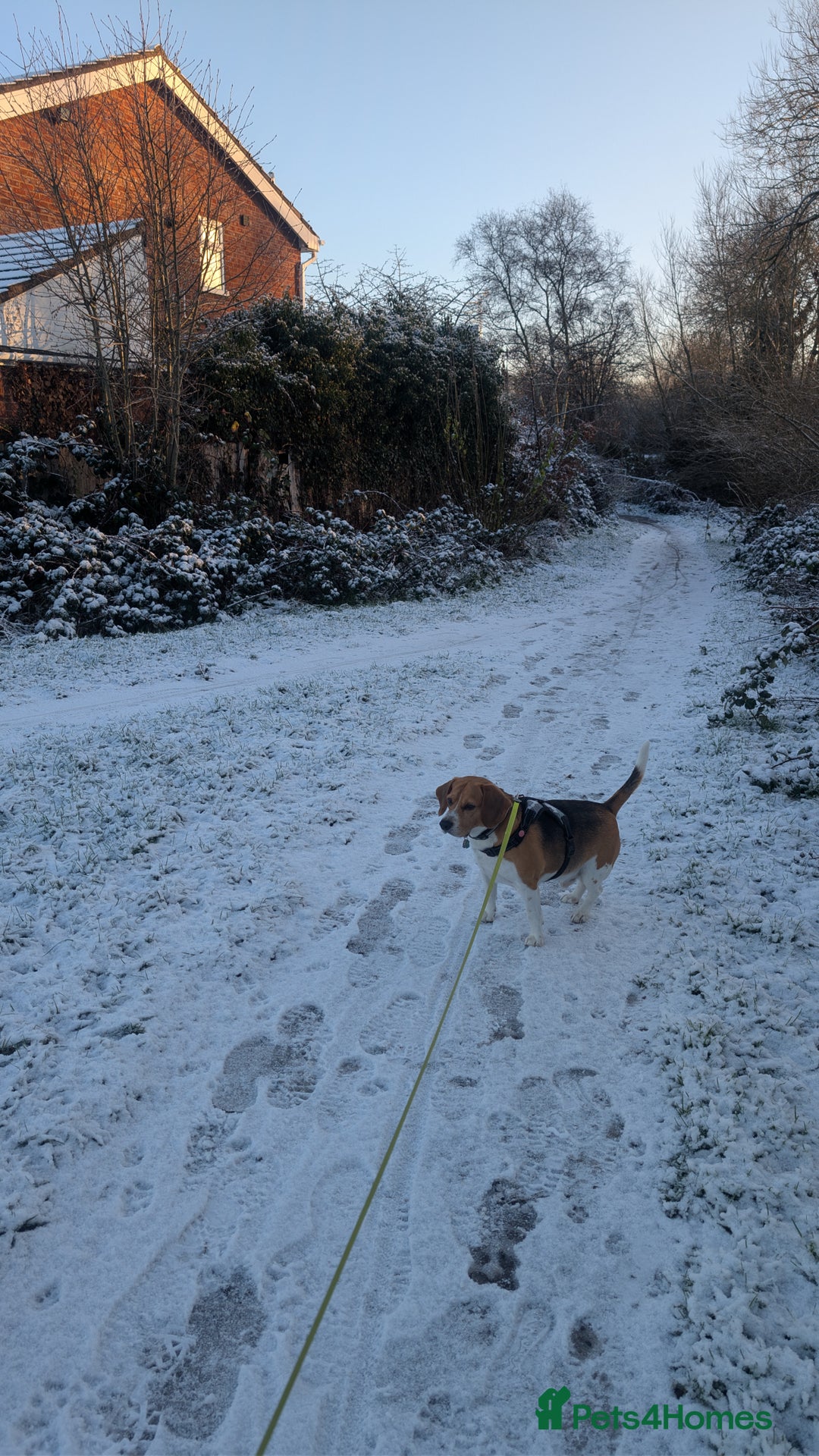 Beagle dogs for stud: Lewis 5 year old Beagle - Advert 5