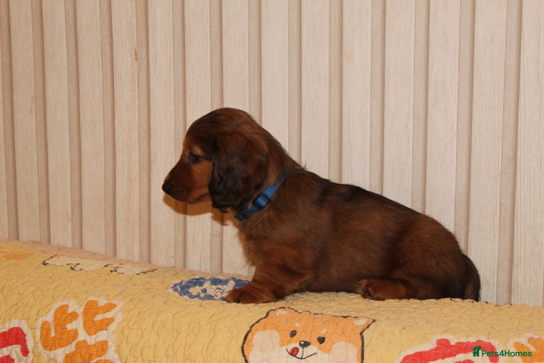 Dachshund dogs for sale: Standard longhaired dachshund puppies - Image 3