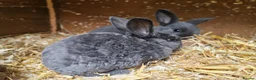 Mixed Breed rabbits for sale: Mixed bread bunnies variety of colours in Haverfordwest - Advert 7
