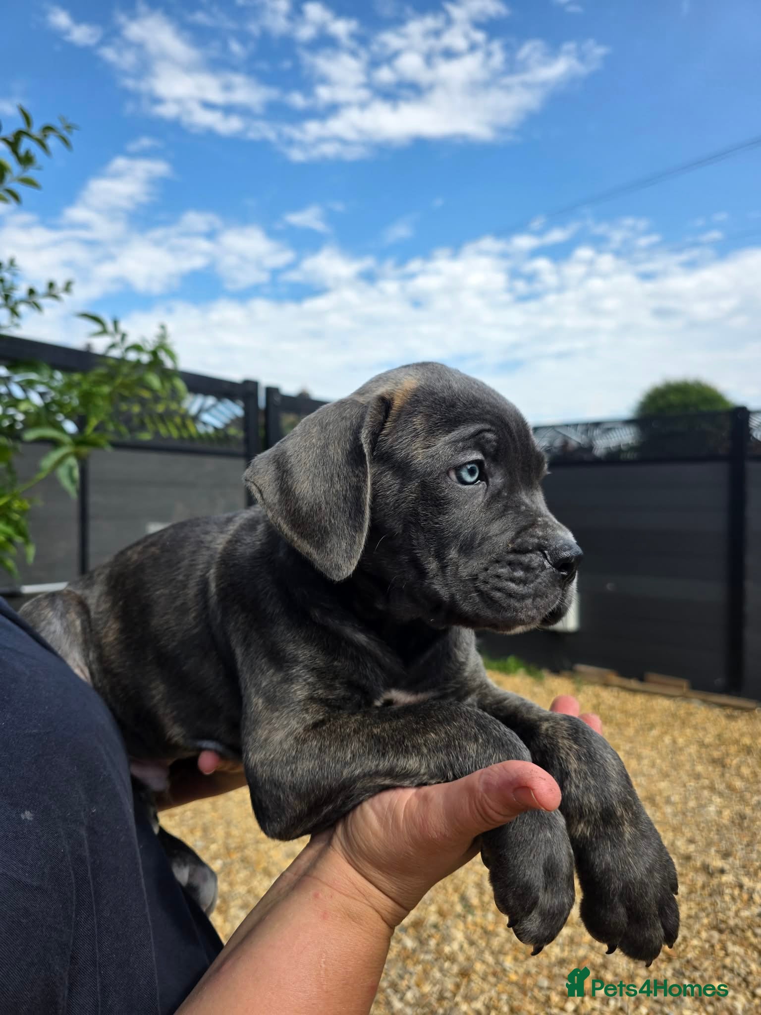 Cane Corso dogs Now ready to leave!🥰 - Advert 1