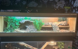Bearded Dragon reptiles for sale: Male fire dragon.  - Advert 2