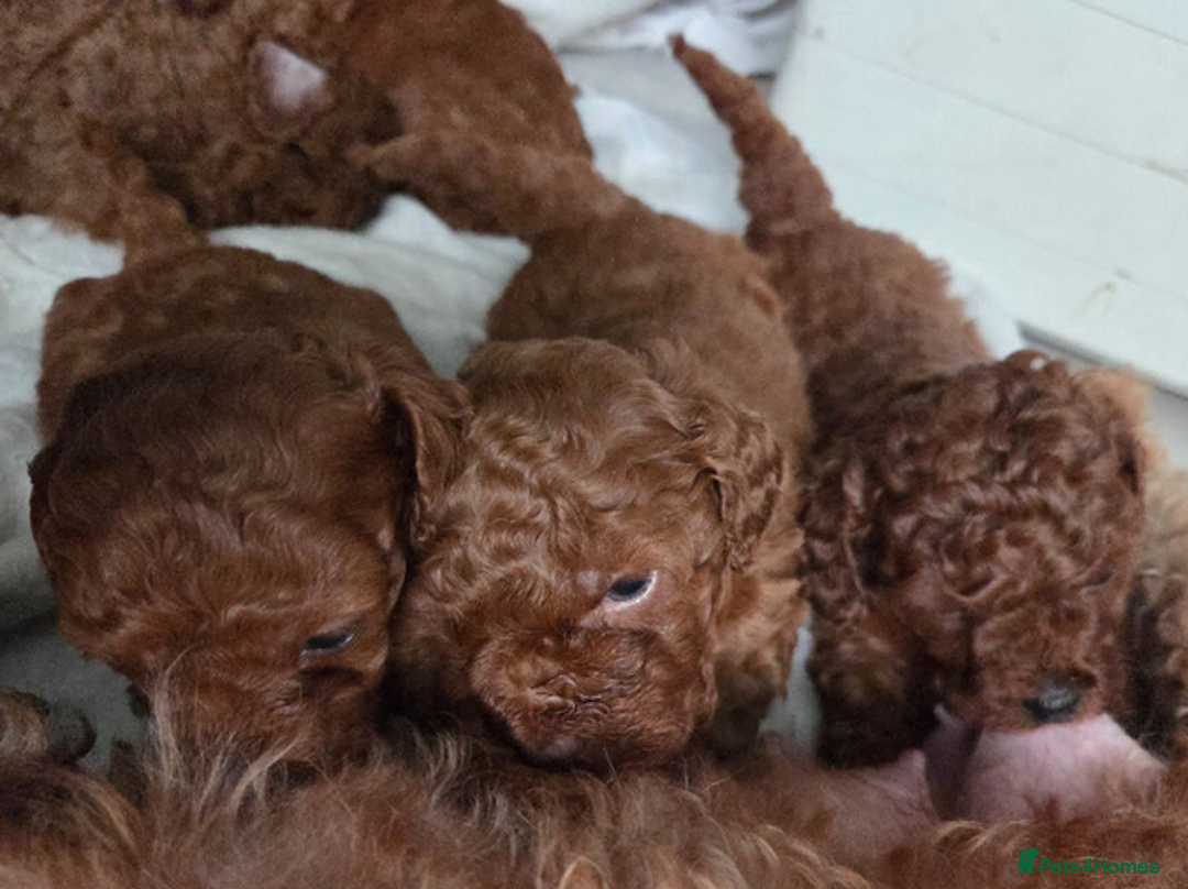 Toy Poodle dogs for sale: Adorable Litter of Toy Poodle Puppies. in Portsmouth - Advert 1