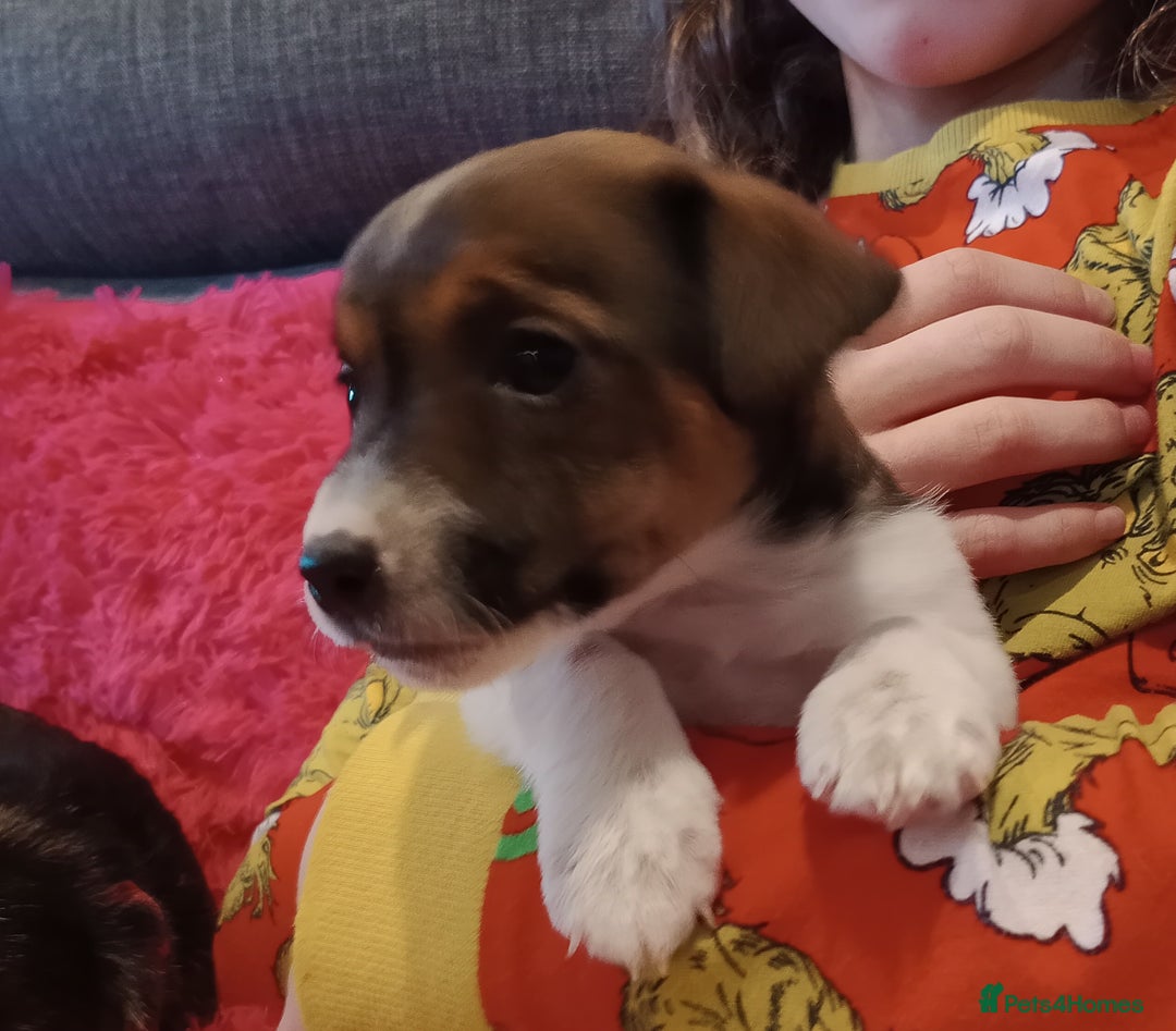 Jack Russell dogs for sale: Jack russell puppies - Advert 18