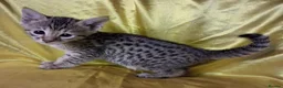 Savannah cats for sale: Super spotty Savannah kittens - Advert 24