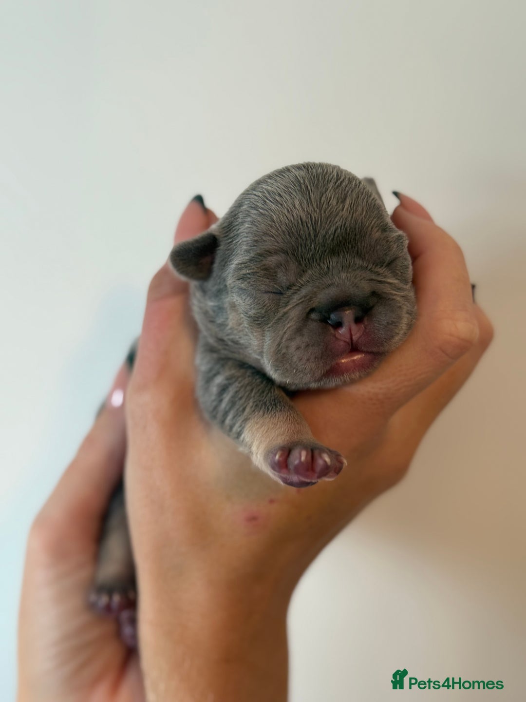 French Bulldog dogs for sale: Exclusive French Bulldog Puppies - Image 27