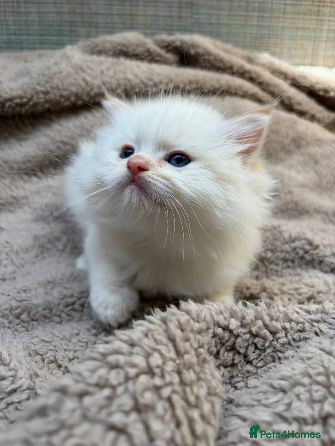 Ragdoll cats for sale: 3 Ragdoll Kittens 🤍 - Advert 2