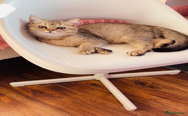 Scottish Fold cats - Advert 9