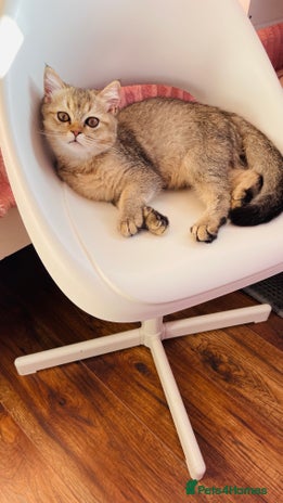 Scottish Fold cats - Advert 9