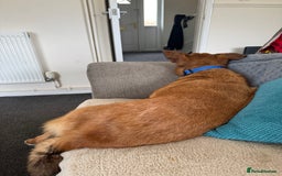 Welsh Collie dogs for sale: 4 year old male Welsh collie - Image 6