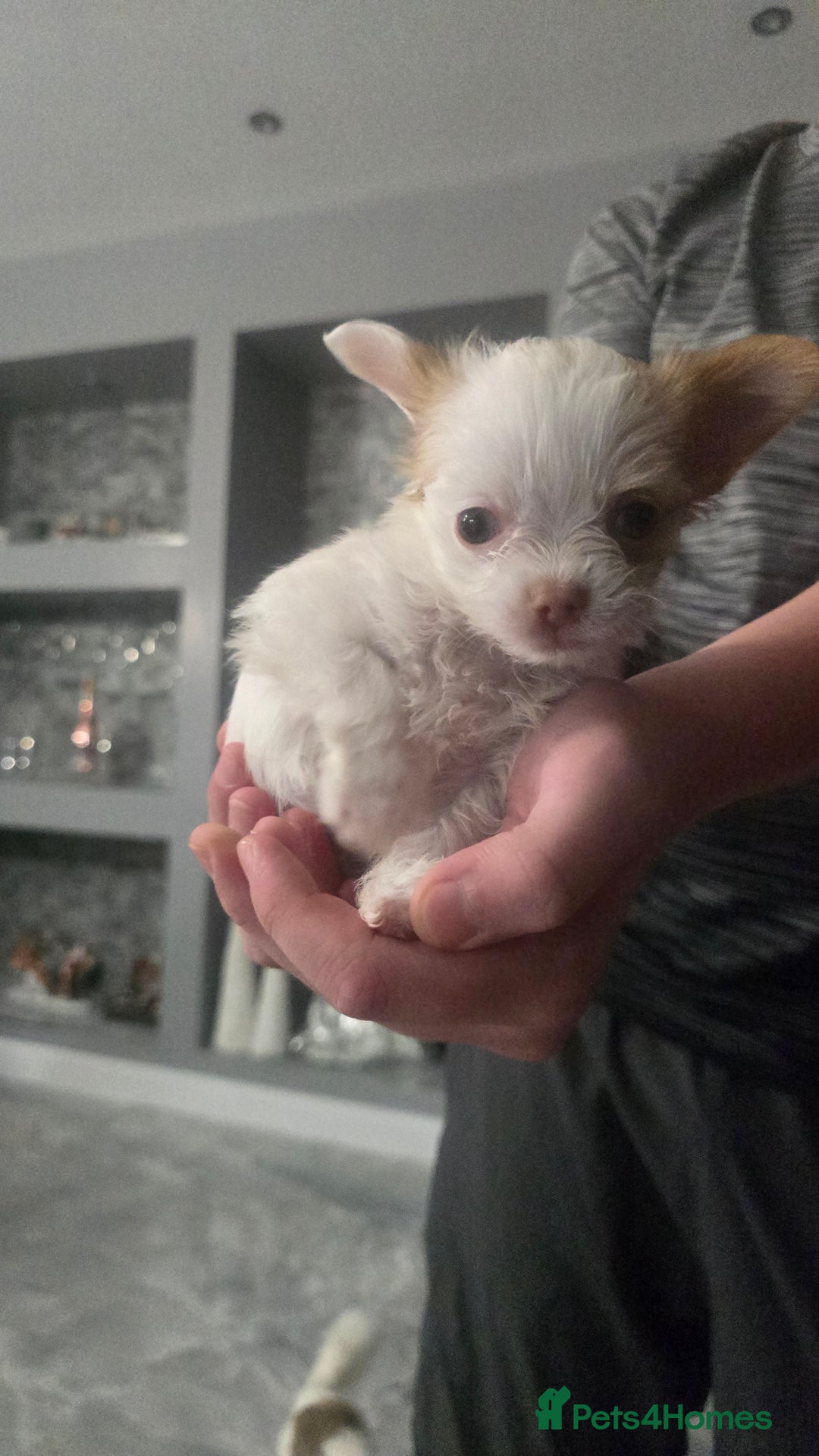 Chihuahua dogs for sale:  **  chihuahua - Advert 3