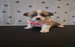 Welsh Corgi Pembroke dogs for sale: Kc reg Serbian lined babies - Image 8
