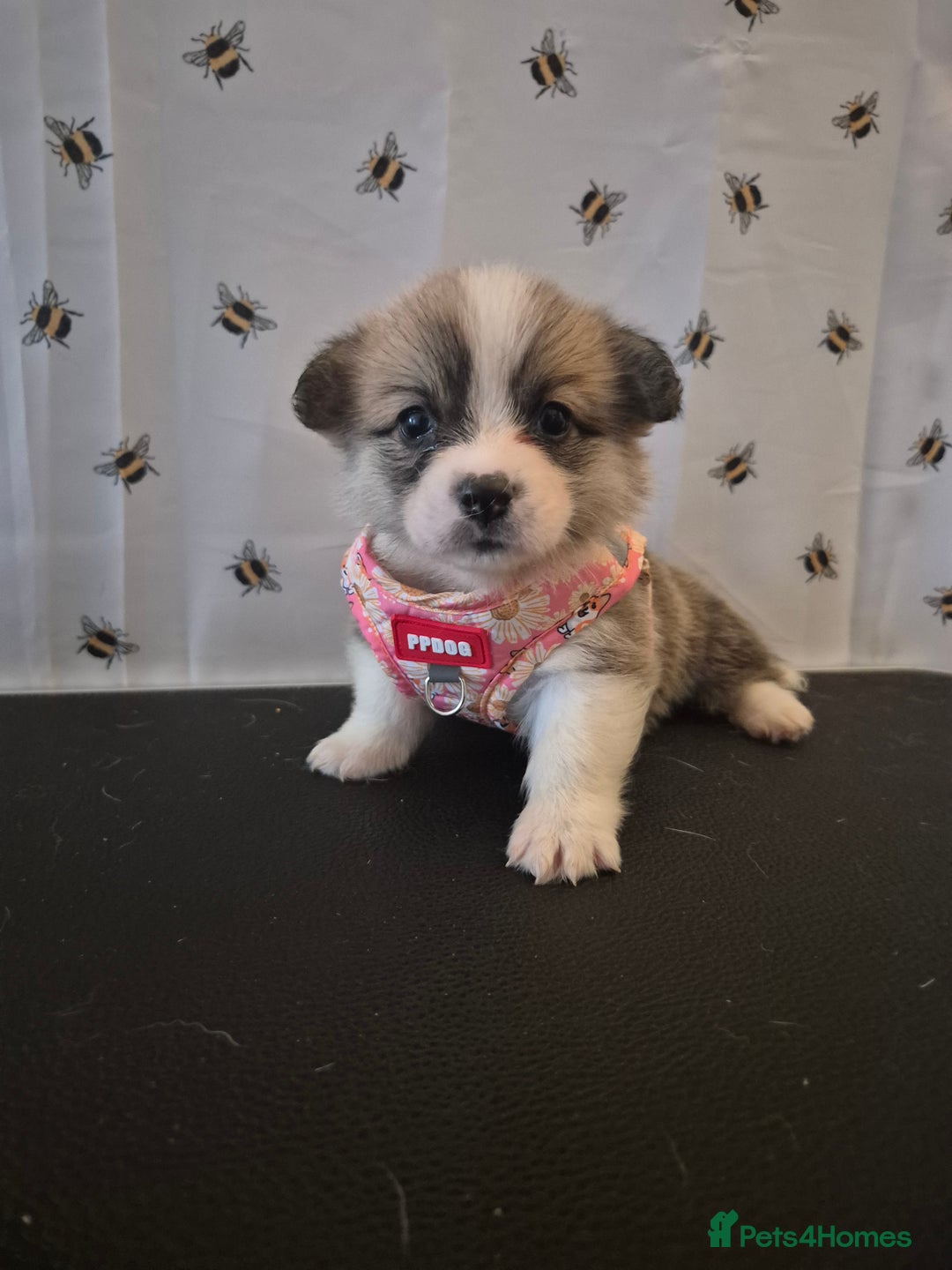 Welsh Corgi Pembroke dogs for sale: Kc reg Serbian lined babies - Image 8