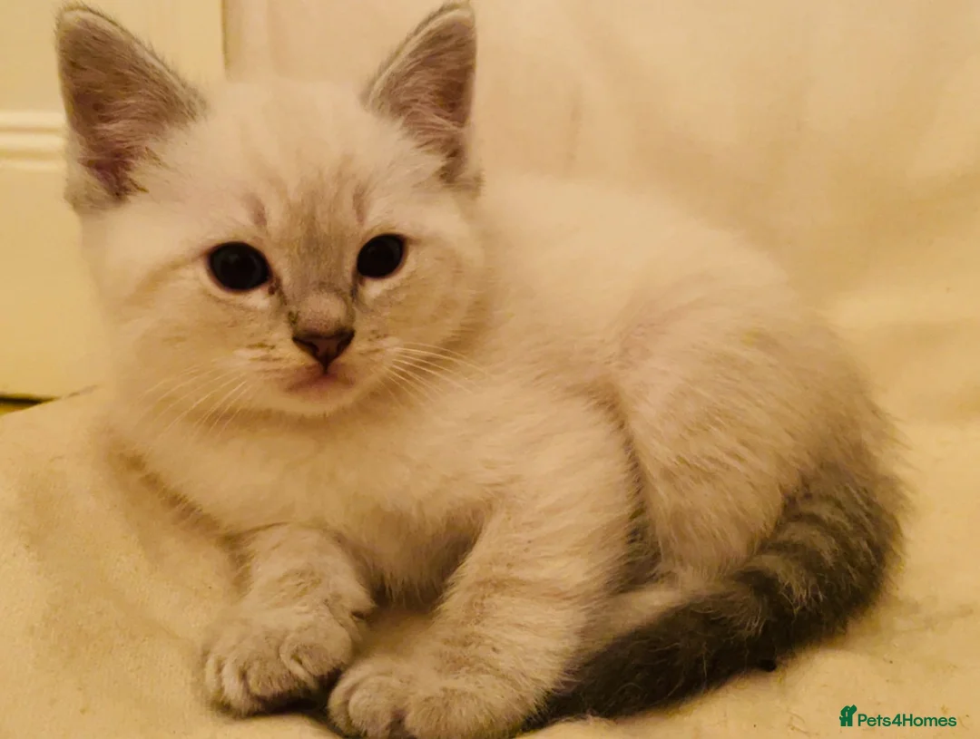 Ragdoll cats for sale: Pretty Little Boy (open to negotiations) - Advert 6