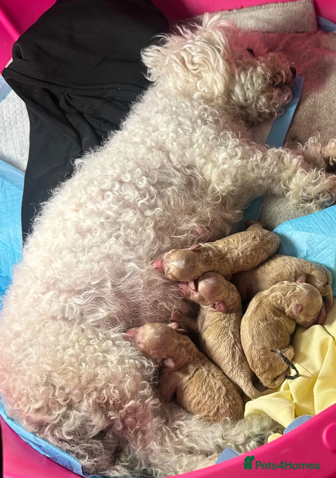 Maltipoo dogs for sale: Tiny Asian maltipoo - Advert 11