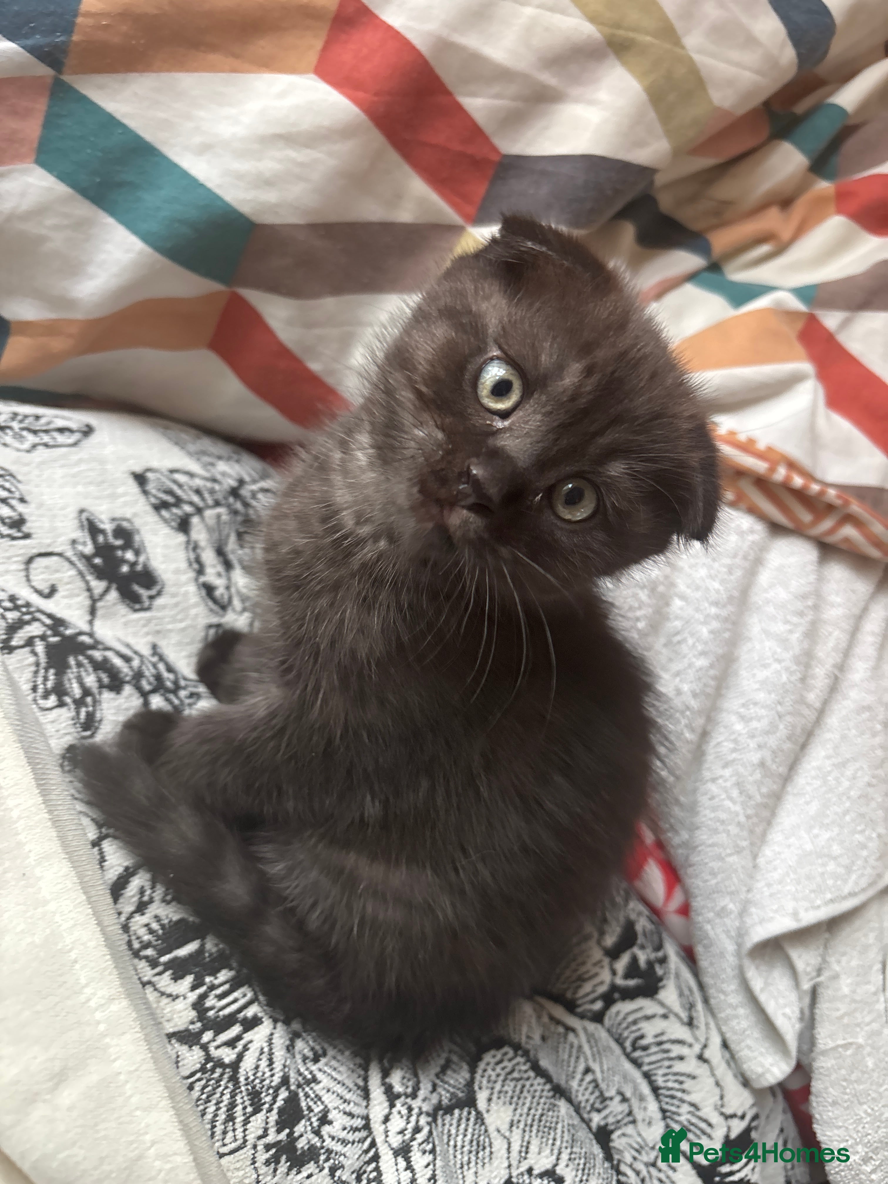 Mixed Breed cats Mixed kittens - Advert 2