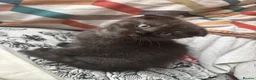 Mixed Breed cats for sale: Mixed kittens - Advert 2