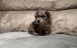 Cockapoo dogs for sale: 🐶F1 Cockerpoo Pups – Merle, Chocolate, Apricot 🐶 - Image 16