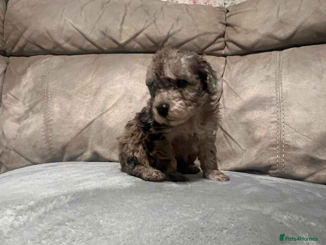 Cockapoo dogs for sale: 🐶F1 Cockerpoo Pups – Merle, Chocolate, Apricot 🐶 - Image 16