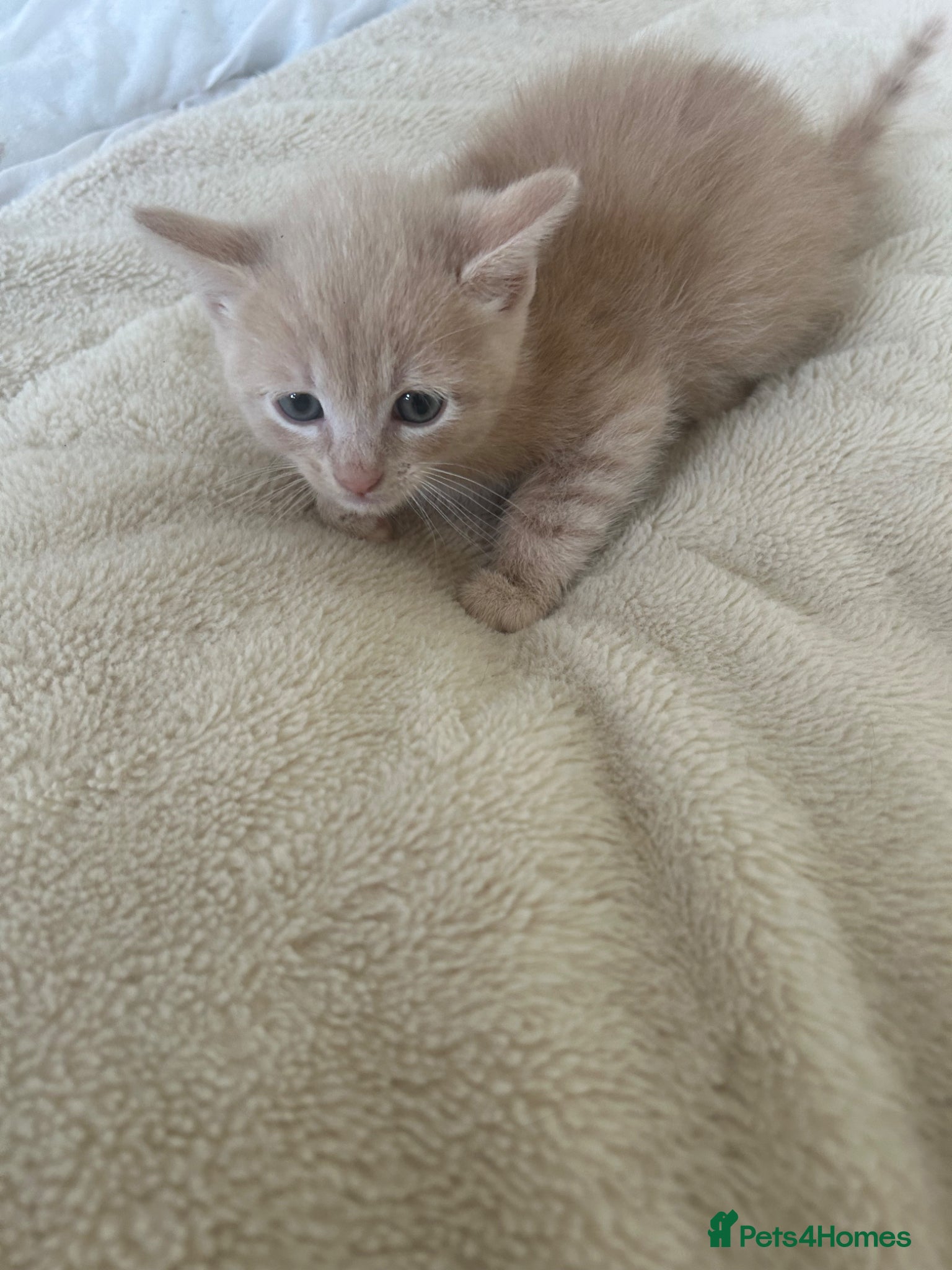 Mixed Breed cats Bhs kittens for sale ❤️💙 - Advert 1