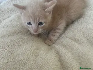 Mixed Breed cats Bhs kittens for sale ❤️💙 - Advert 1