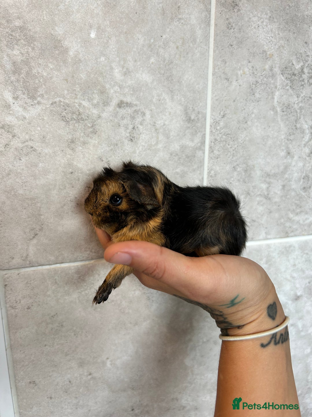 Guinea Pig rodents for sale: Beautiful Otter colour full peruvian& 3 PEWs   - Advert 3